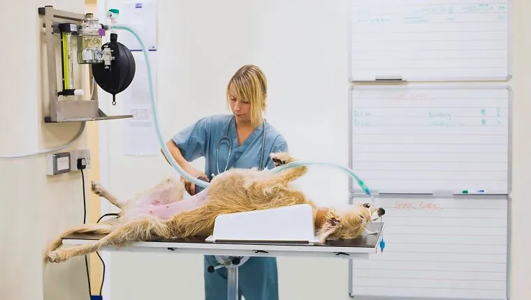 Veterinarian with dog on operating table