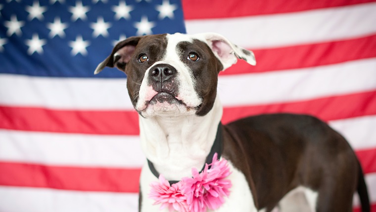 Pit Bulls: The History Of America's Most Feared Dog - DogTime