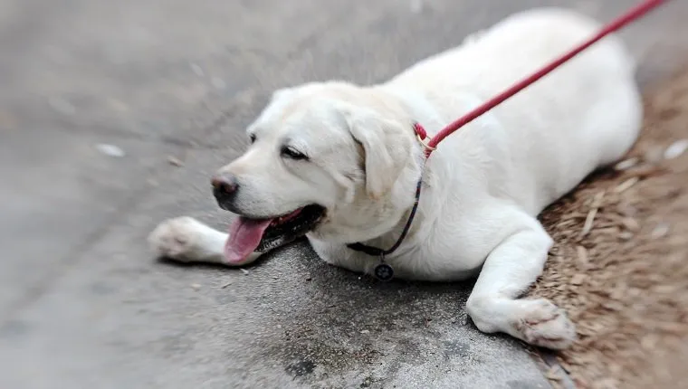 A dog lies on the sidewalk, paws out to the side, waiting, panting in the heat; edge blurred