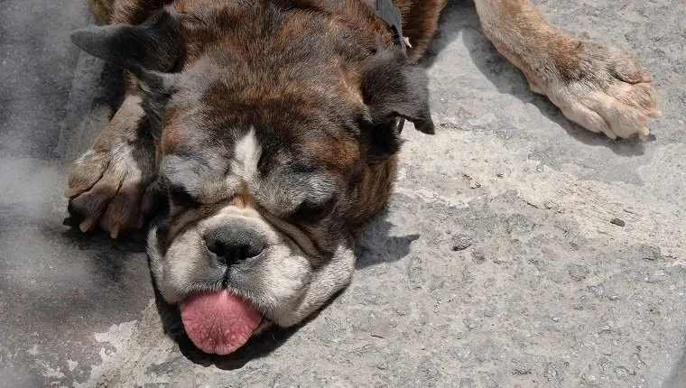 A tired and hot bulldog, lying on the floor, straddling its forelegs