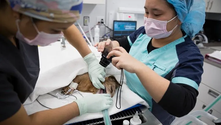 Veterinarians inserting tube into sedated small dog
