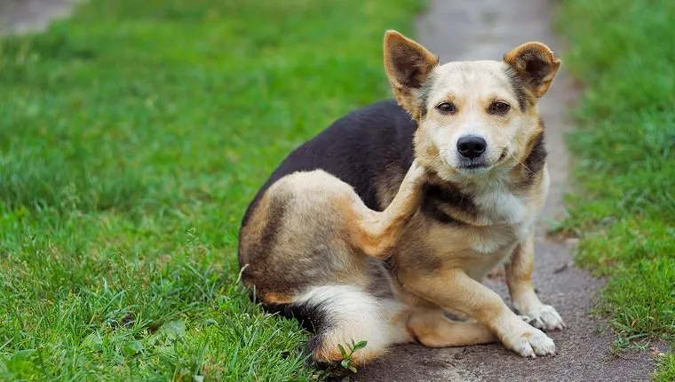 Severe scratching hot sale in dogs