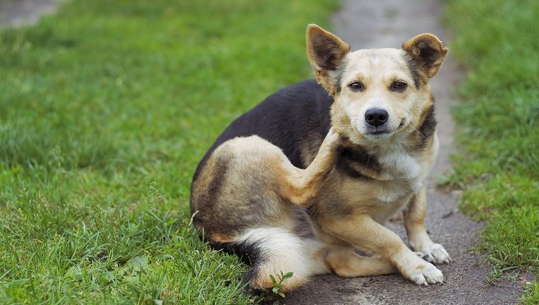 Pruritus (Itchiness) In Dogs: Symptoms, Causes, & Treatments - DogTime