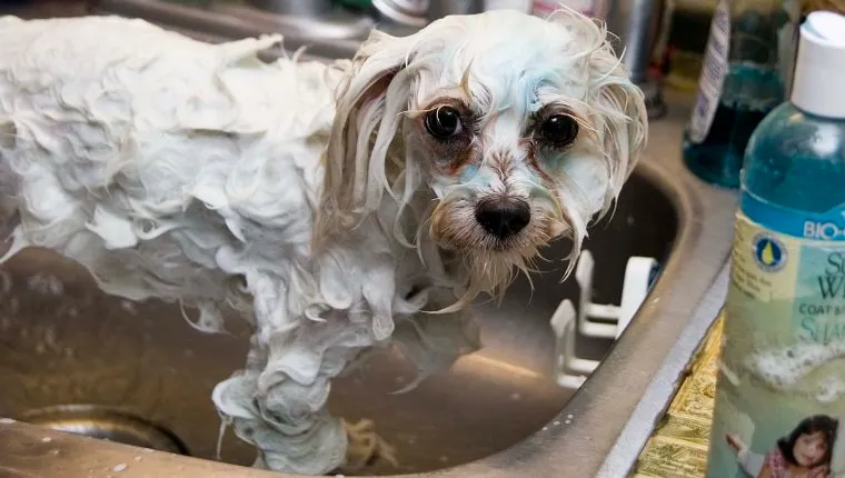 Wet dog in kitchen sink with cleaning products