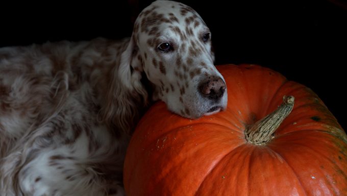 dog with head resting on pumpkin