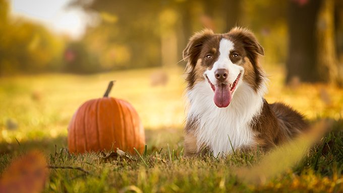 dog in field with pumpkin