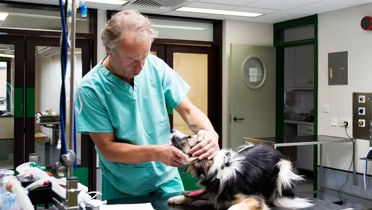 A vet at an animal hospital examining a dog.