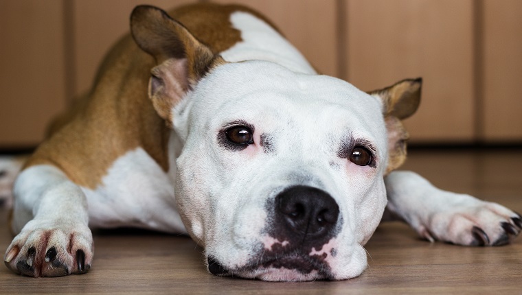 Cute American Staffordshire Terrier resting at home