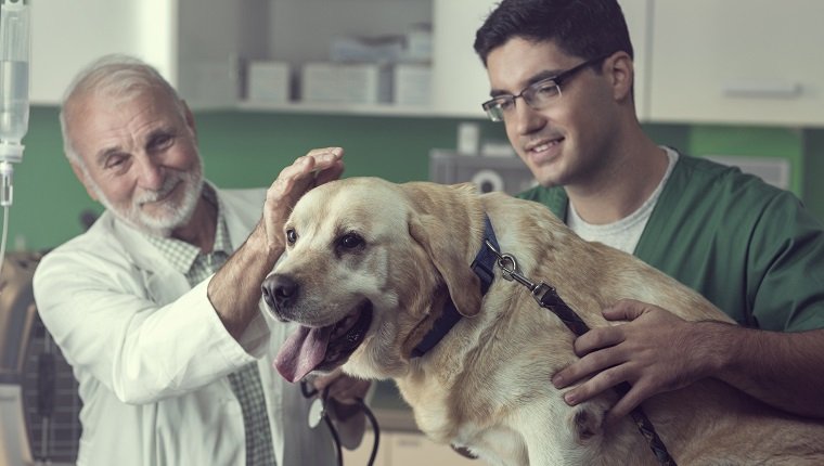 Young and senior veterinarian examining a Labrador dog together.