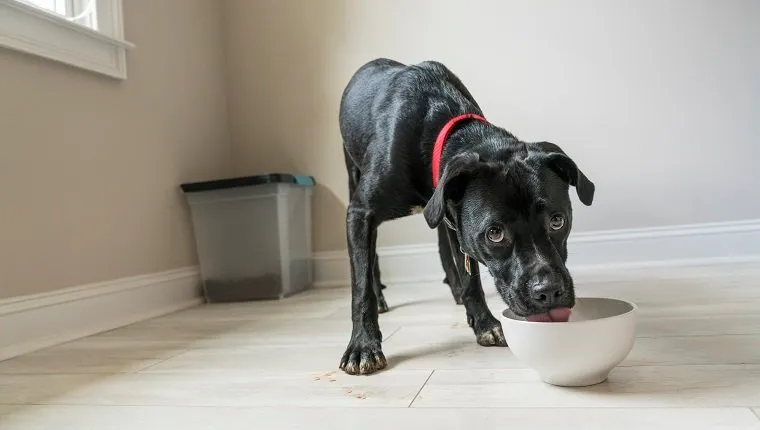 Dog with muddy paws eats from dog bowl