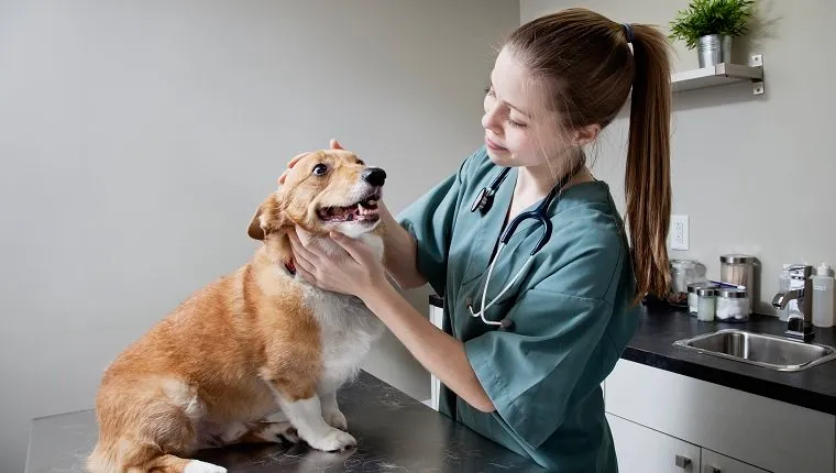 Veterinarian doing a check-up on a Corgi in clinic
