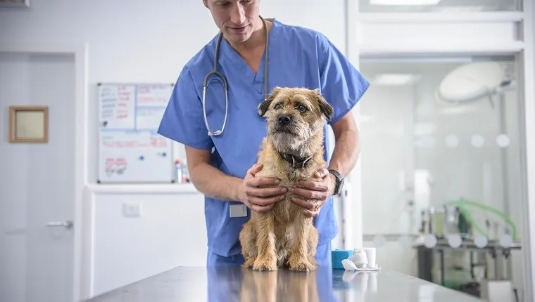 Portrait of vet holding dog on table in veterinary surgery