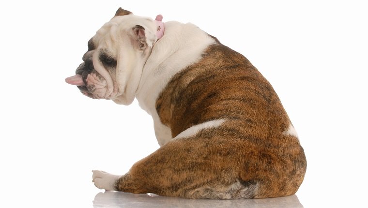 dog with a bad attitude - english bulldog viewed from behind with tongue sticking out