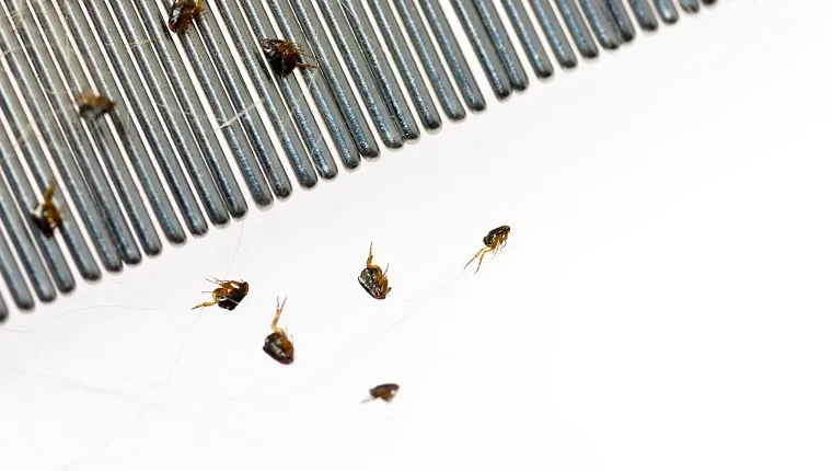 Dog Fleas on a Flea Comb after combing them off of a dog, against a white background
