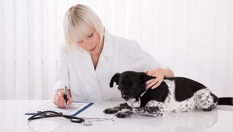 Female Veterinarian Writing Prescription For Dog After Medical Examination