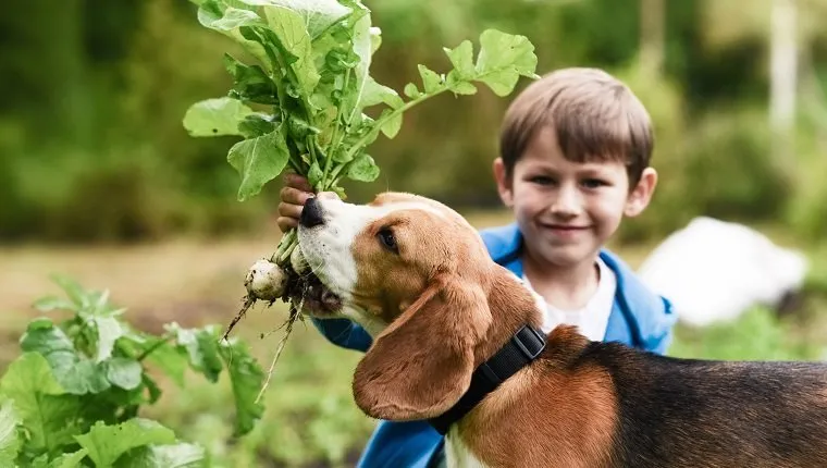 Little gardener and his dog