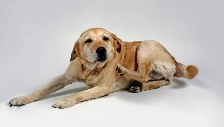 Yellow Labrador Retriever lying down scratching usings hind leg