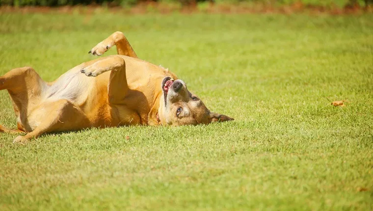 Mixed breed dog scratching her back on the grass on a sunny day.
