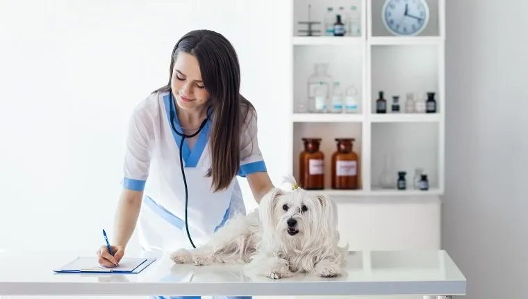 Veterinarian doctor writing prescription after cute white dog exam in clinic