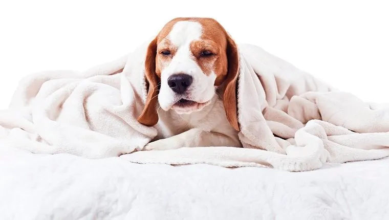 Very much sick dog under a blanket, isolated on white