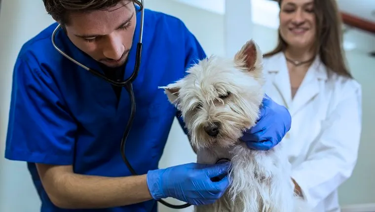 Little white dog on veterinary clinic