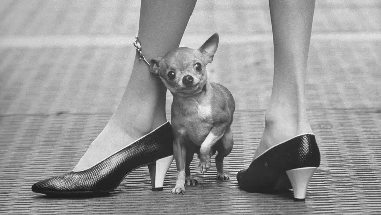 Pet chihuahua's leash wrapped around fashionable owner's leg.
