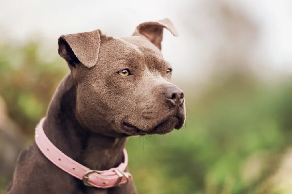 Dog Mom Demonstrates Difference Between Her Staffy and American Bully in  Funny Video