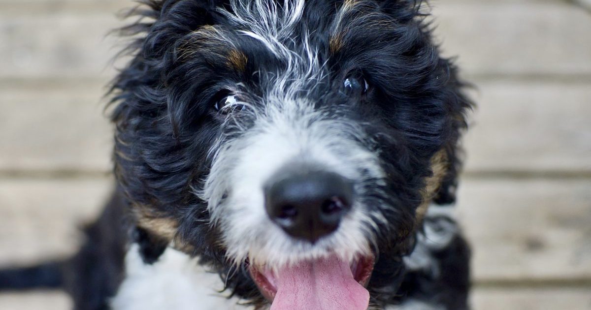 Bernedoodle Dog Breed Information & Characteristics