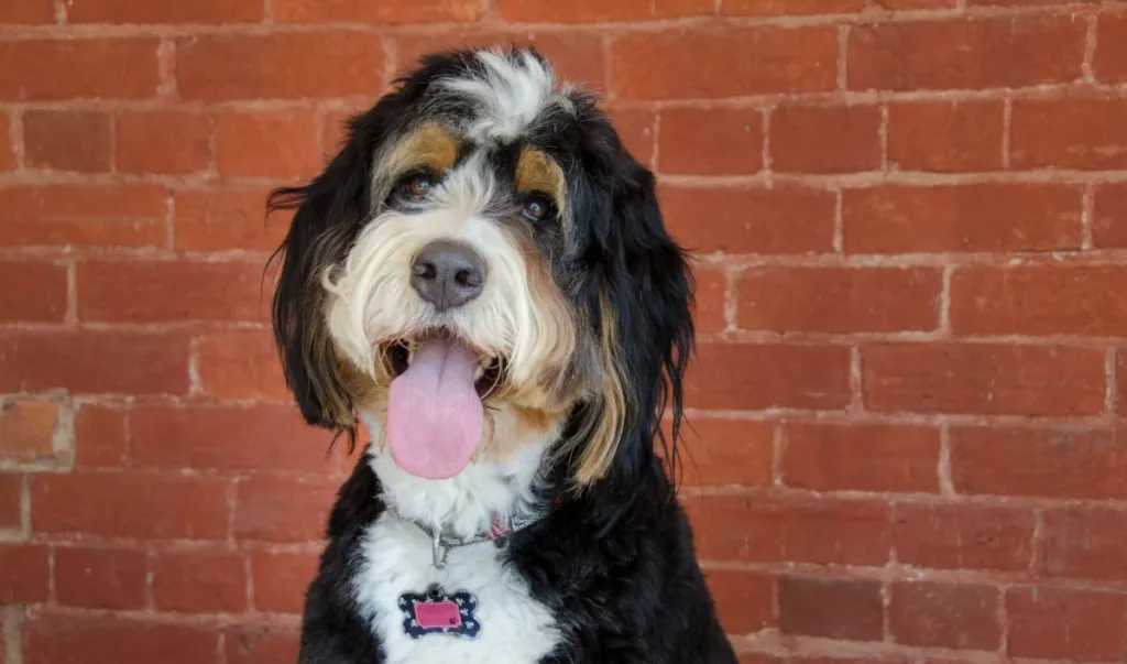 Finding the Perfect Bernedoodle for Sale: Tips for Choosing a Reputable Breeder
