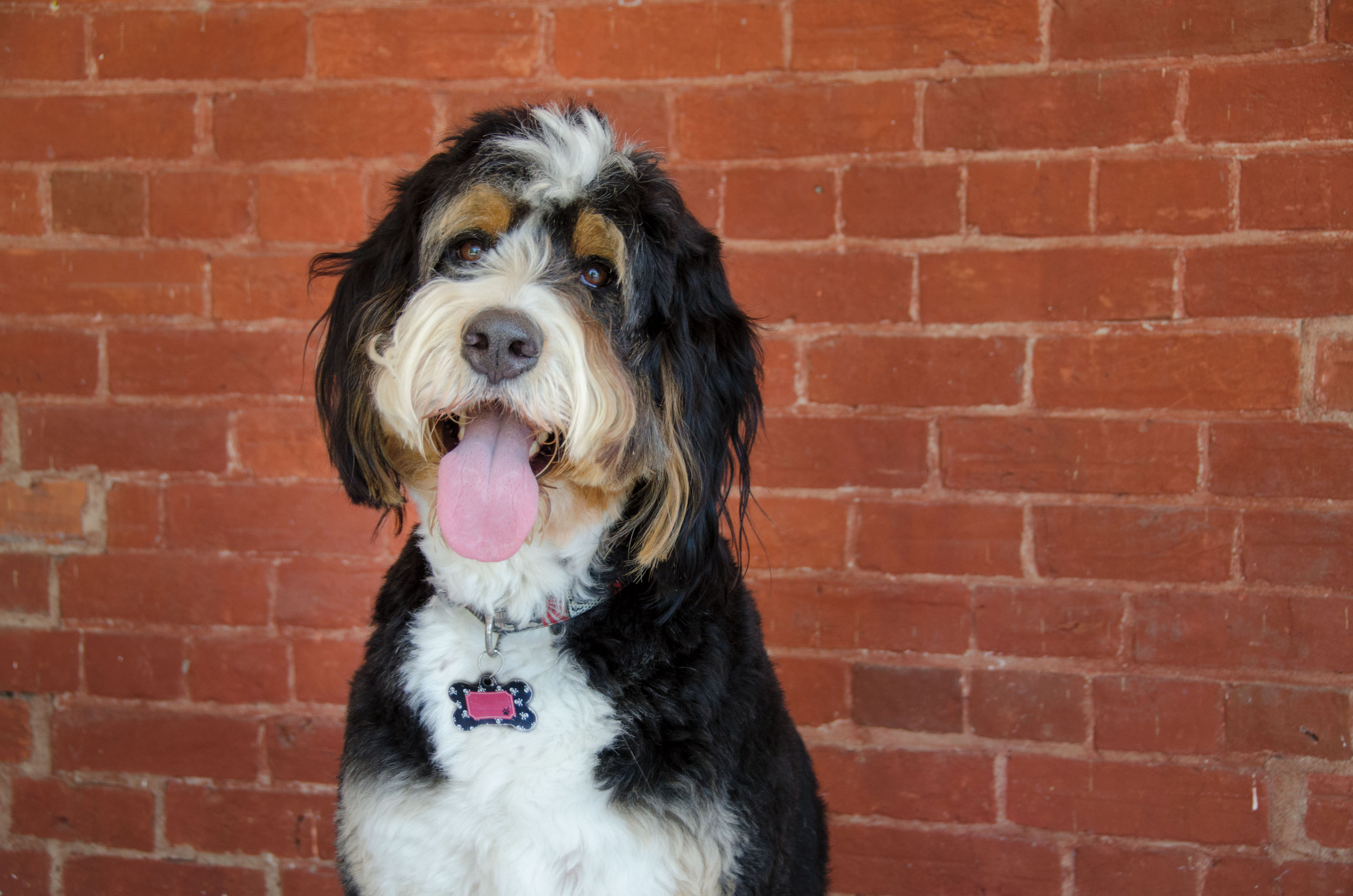 Best food 2024 for bernedoodle