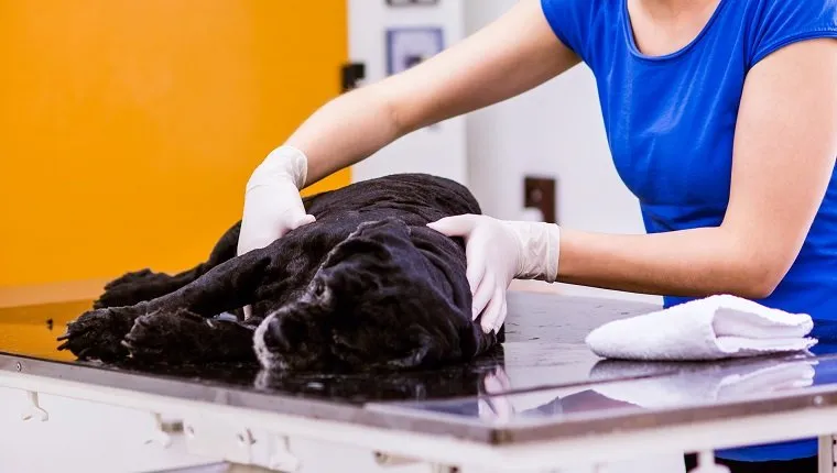 Veterinarian examining black dog with sore stomach. Young blond woman working at Veterinary clinic.