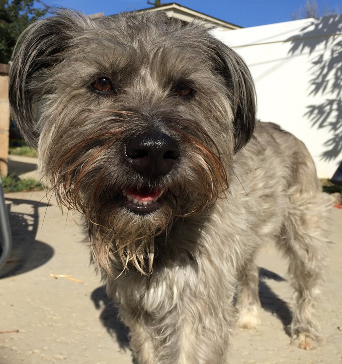 The Silent Killer Zinc Deficiency And Your Dog DogTime