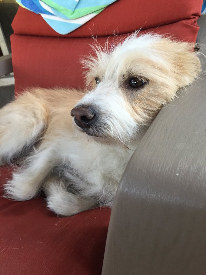 The Silent Killer Zinc Deficiency And Your Dog DogTime