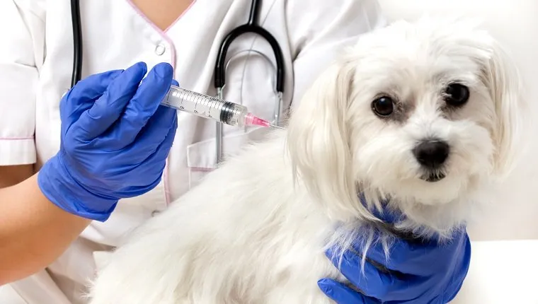 Adenovirus 1 In Dogs: Symptoms, Causes, & Treatments - DogTime