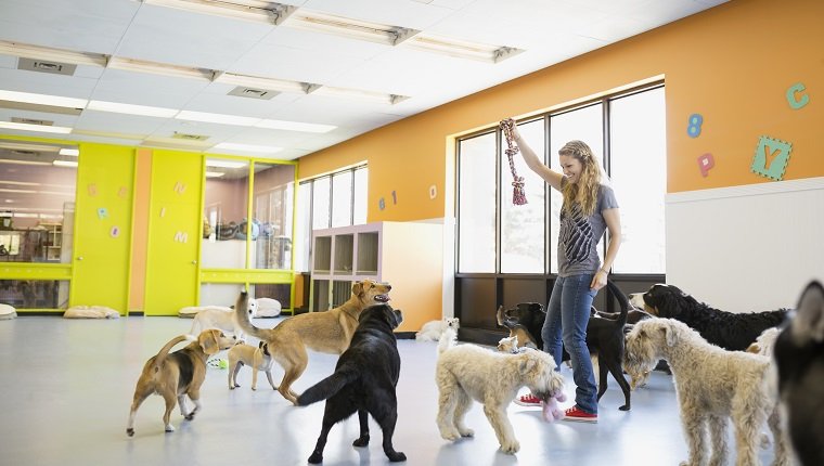 Woman playing with dogs at dog daycare