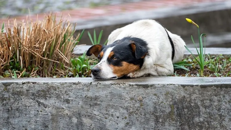 Lonely and sad homeless dog lying on the street
