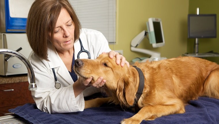 A female veterinarian wearing a lab coat and a stethoscope is giving a golden retriever dog an exam in her clinic