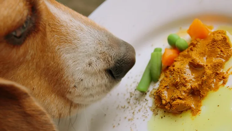 Raw fed beagle dog eating turmeric golden paste with ground pepper and olive oil