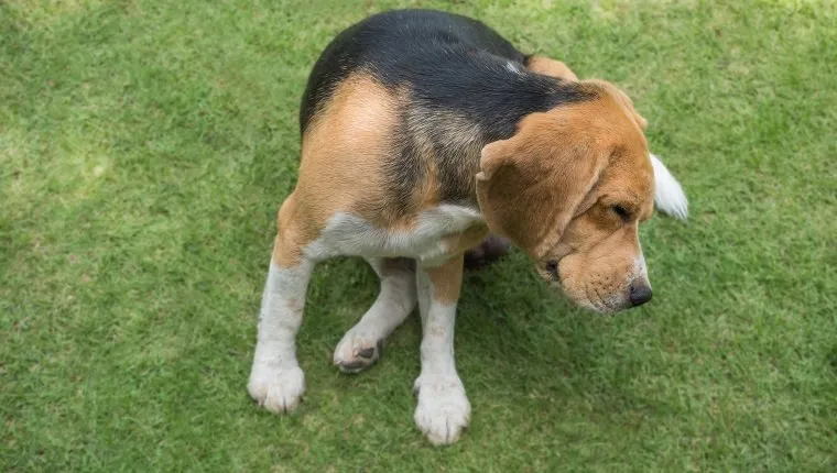 Beagle dog scratching on grass