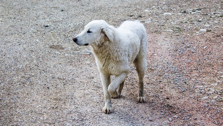 A jung limping maremma sheepdog trying to walk with 3 legs on a ground made of stones