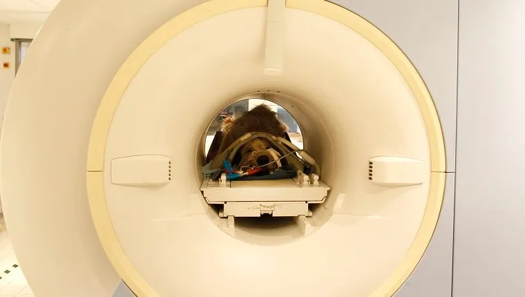 MUNICH, GERMANY - FEBRUARY 23: MRI of a dog on February 23, 2011 in Munich, Germany. (Photo by Agency-Animal-Picture/Getty Images)
