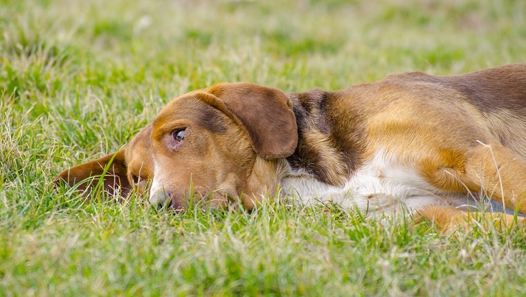 Brain Tumors In Dogs: Symptoms, Causes, & Treatments - DogTime