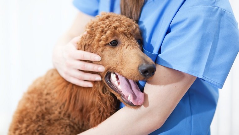 An unrecognized caucasian woman veterinarian comforting a dog patient with discomfort. The veterinarian is comforting the dog, a red standard poodle puppy, which is sick and unhappy. Photographed close-up in a animal pet clinic hospital examining room in a horizontal format.