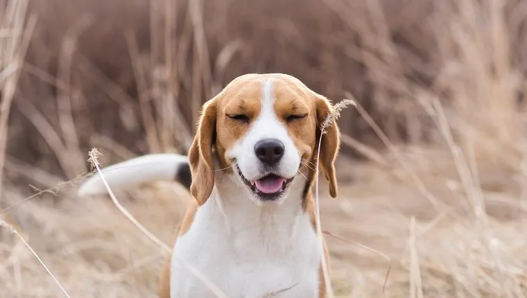 Pollen Allergy Symptoms, Beagle Dog