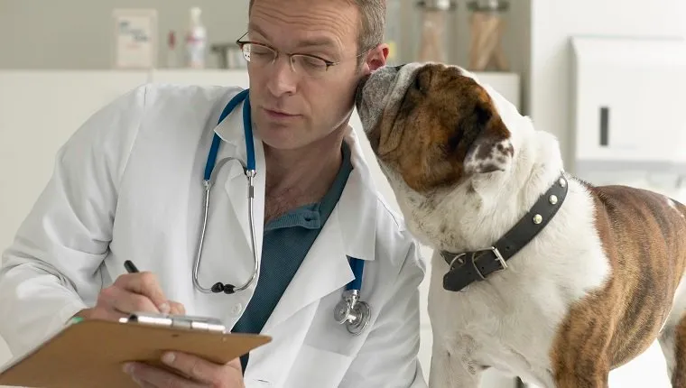 Bulldog nuzzling veterinarian writing on pad