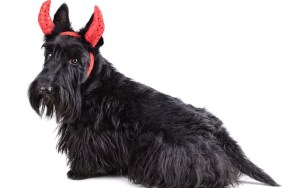 Scotch terrier wearing a devil costume and sitting on a white background