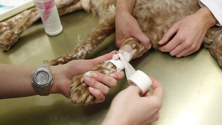 MUNICH, GERMANY - FEBRUARY 23: hollow needle in a dogs leg for intravenous injection on February 23, 2011 in Munich, Germany. (Photo by Agency-Animal-Picture/Getty Images)