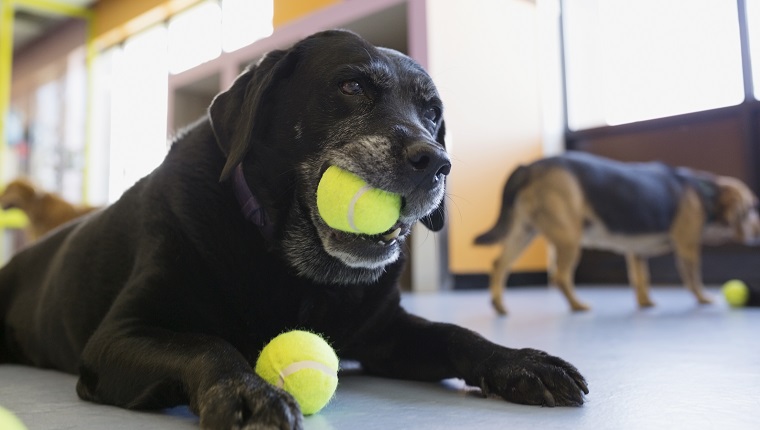 Black Labrador Retriever chewing tennis ball