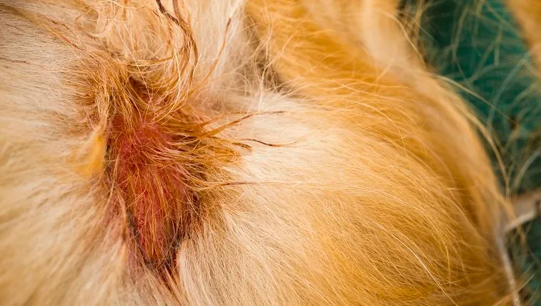 A Moist Eczema, aka Hot Spots or Summer Sores, on a Golden Retriver's right shoulder just behind her green dog collar. This skin disorder which is oozing, moist and raw, is more likely caused by bacteria. These Hot Spots can appear spontaneously anywhere on a dog's body out of nowhere.