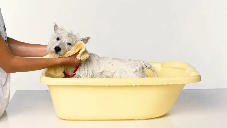 A dog being dried with a towel